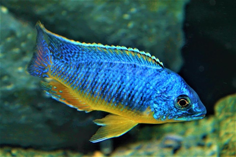 Protomelas sp. 'steveni imperial' Narungu